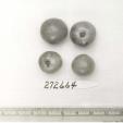 Click for 1 image(s) for this accession. FRUIT
